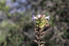 Clinopodium chilense