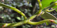 Palicourea brachiata