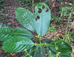 Palicourea brachiata