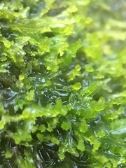 Metzgeria consanguinea