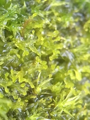 Metzgeria consanguinea
