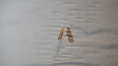 Macrosaccus robiniella