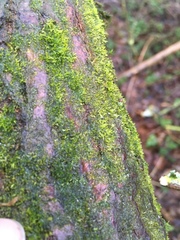 Metzgeria consanguinea