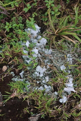 Cora glabrata