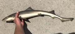 Mustelus californicus