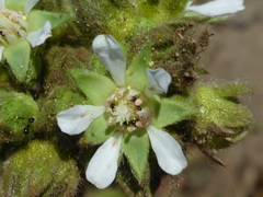 Horkelia marinensis