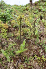 Epidendrum dendrobioides