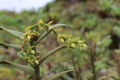 Epidendrum dendrobioides