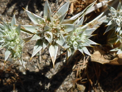 Eryngium armatum