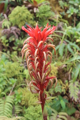 Pitcairnia bifrons