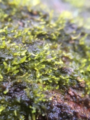 Metzgeria consanguinea