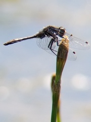 Leucorrhinia intacta