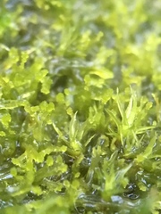 Metzgeria consanguinea