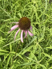 Echinacea atrorubens