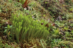 Phlegmariurus sieberianus