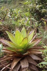 Guzmania plumieri