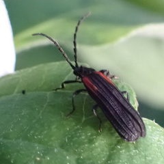 Greenarus thoracicus