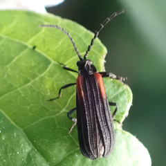 Greenarus thoracicus