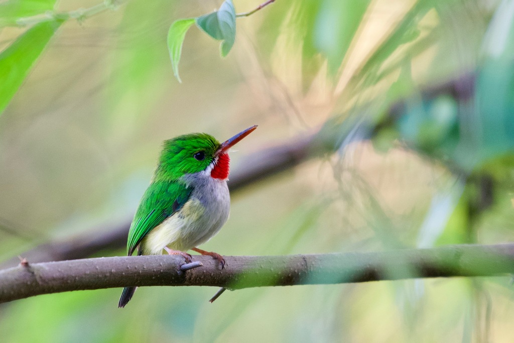 Puerto Rican Tody