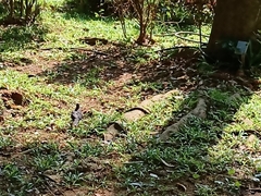 Streptopelia chinensis