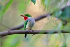 Todus mexicanus