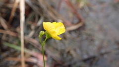 Utricularia striata