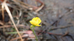Utricularia striata