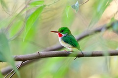 Puerto Rican Tody photo 2