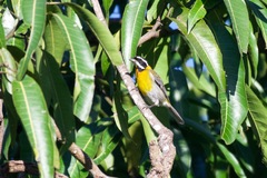 Spindalis portoricensis