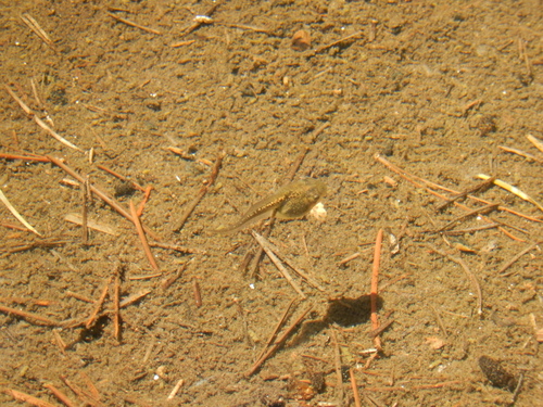 iNaturalist observation photo of Pacific chorus frog