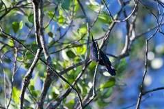 Anthracothorax viridis