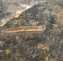 Girardia tigrina