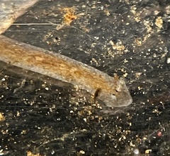 Girardia tigrina