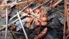 Drosera