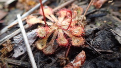 Drosera