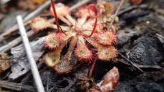 Drosera