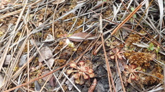 Drosera