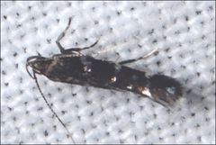 Stagmatophora argyrostrepta