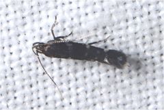 Stagmatophora argyrostrepta