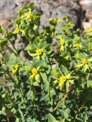 Euphorbia schizoloba