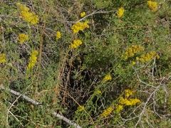 Solidago spectabilis