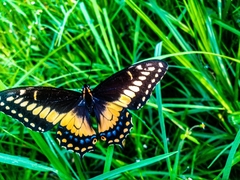 Papilio polyxenes americus