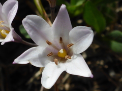 Triteleia peduncularis