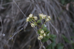 Baccharis racemosa
