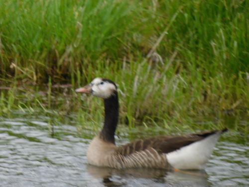 Greylag × Canada Goose hybrid