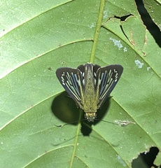 Phanus marshalli