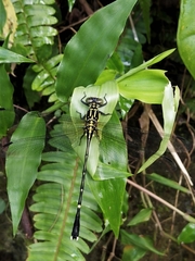 Leptogomphus sauteri formosanus