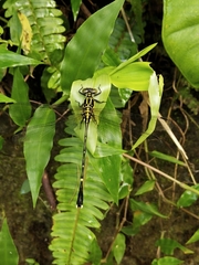 Leptogomphus sauteri formosanus