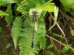 Leptogomphus sauteri formosanus