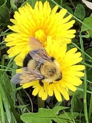 Bombus perplexus